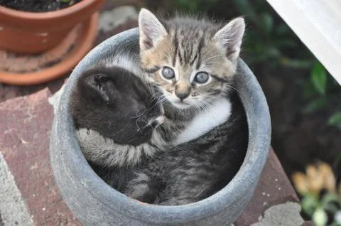 Two kittens in a pot hugging Stock Photos