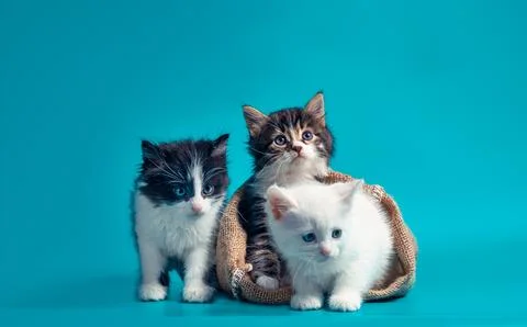 Two kittens in a sack and one next to the bag on a turquoise background Stock Photos