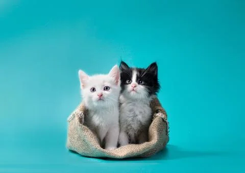 Two kittens in a sack turquoise background Stock-Fotos