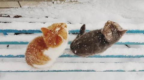 Two kittens sit on a blue tree bench during a snowfall Stockfoto's