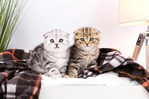 Two kittens sits on a small makeshift bed. Kitten in bed under a blanket. Stock Photos