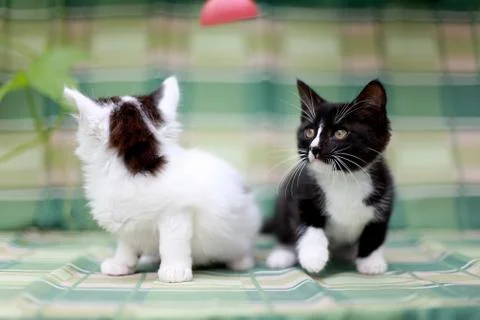 Two kittens sitting side by side on a green background Stock Photos