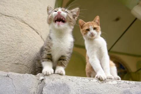 Two Kittens Sitting on a Step Stock Photos