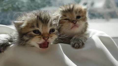 Two kittens sitting on white fabric under sunlight slow motion Stock Footage 86512918