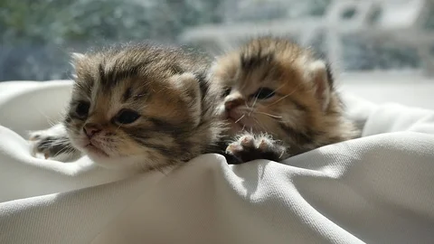 Two kittens sitting on white fabric under sunlight slow motion Stock Footage 86513108