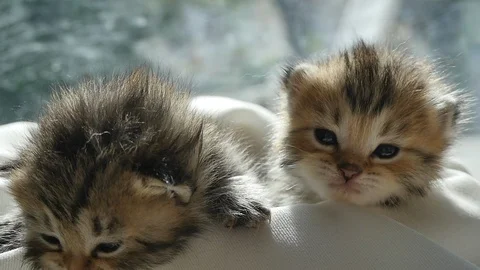 Two kittens sitting on white fabric under sunlight slow motion Stock Footage 86515171