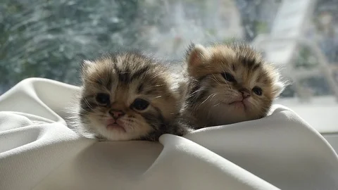 Two kittens sitting on white fabric under sunlight slow motion Stock Footage 86515327