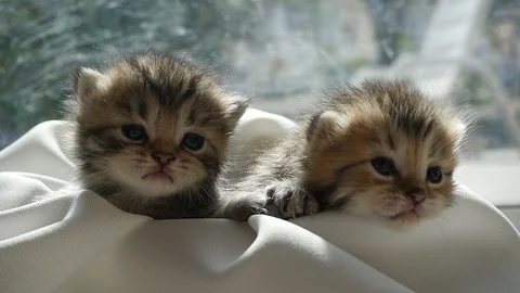 Two kittens sitting on white fabric under sunlight slow motion Stock Footage 86516788