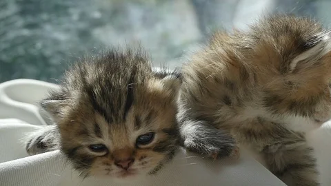Two kittens sitting on white fabric under sunlight slow motion Stock Footage 86516875