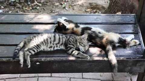 Two kittens sleep on benches. Stock Footage 200909773