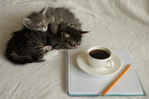 Two kittens sleep next cup something notebook food rest pencil work fatigue Stock Photos
