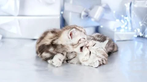 Two kittens sleep side by side among gifts and bows. Stock Photos