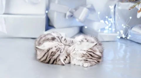 Two kittens sleep side by side among gifts and bows.  Stock Photos