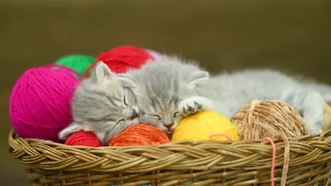 Two kittens sleep together inside a basket with clews of thread Stock Footage 165548660