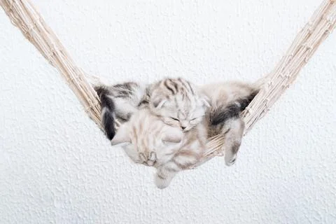 Two kittens sleep on top of each other in a hammock. Stock Photos