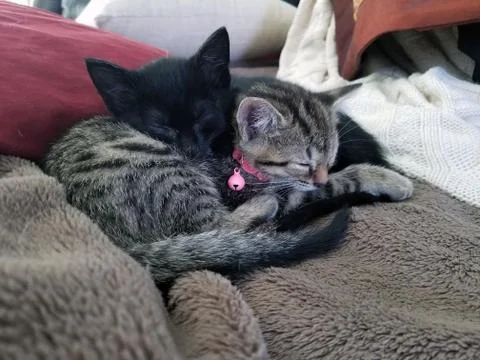 Two kittens sleeping on blanket Stock Photos