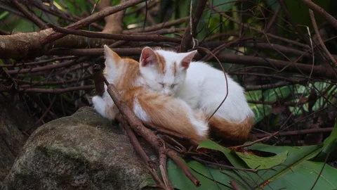 Two kittens sleeping closely together outdoors Video stock 315297832