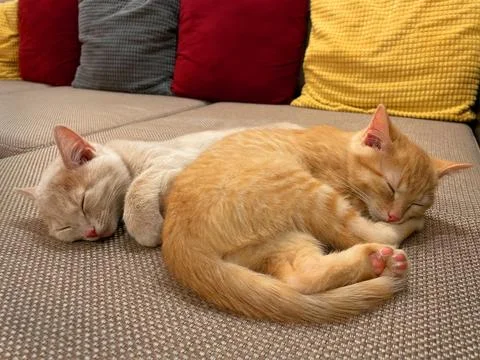 Two kittens sleeping on the sofa Stock Photos