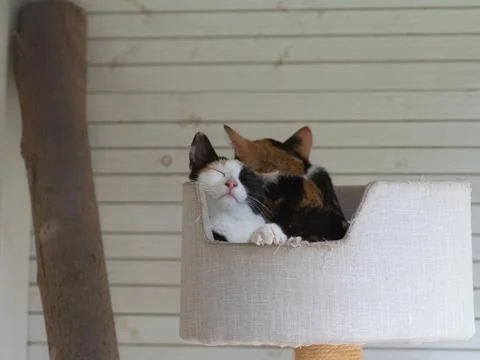 Two kittens sleeping on top of a cat tree Stock Photos