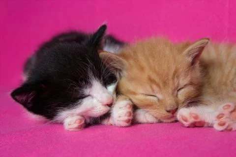Two kittens slleping together Stock Photos