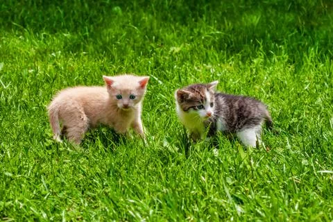 Two Kittens Standing in the Grass Stock Photos
