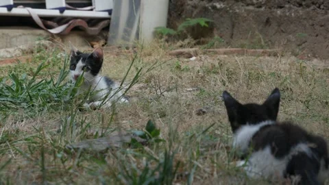 Two Kittens Staring at Each Other While Playing Outdoors on Grass 動画素材 345364592