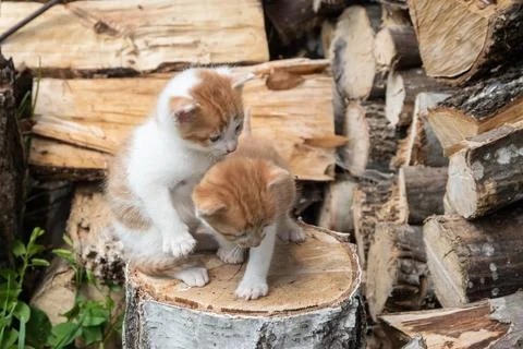 Two kittens on tree stump Stock Photos