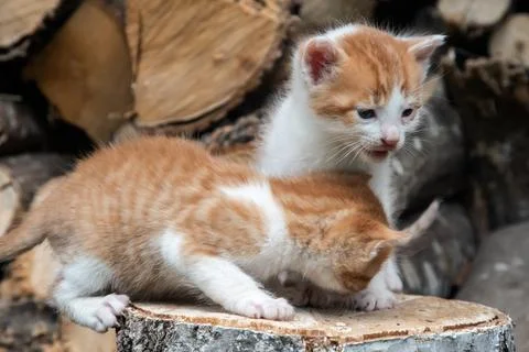 Two kittens on tree stump Stock Photos