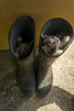 Two kittens try to hidde in boots Stock Photos