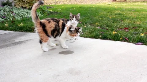 Two kittens walking and exploring HD  Stock Footage 68677308