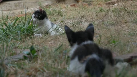 Two Kittens Watching Each Other While Playing in Dry Grass Outdoors Stock-Footage 345364605