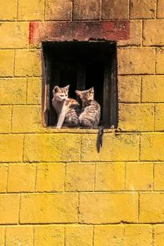 Two kittens on a window ledge in the old town of Yuanyang county, Yunnan Prov Stock Photos