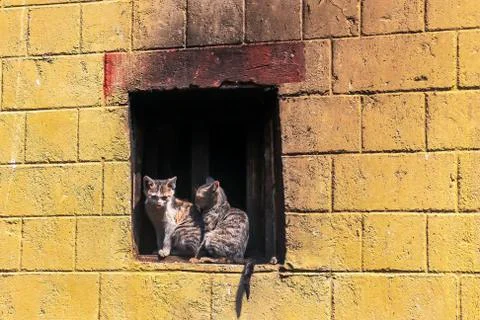 Two kittens on a window ledge in the old town of Yuanyang county, Yunnan Prov Stock Photos