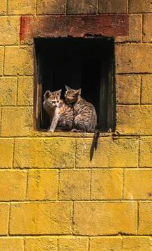 Two kittens on a window ledge in the old town of Yuanyang county, Yunnan Prov Stock Photos