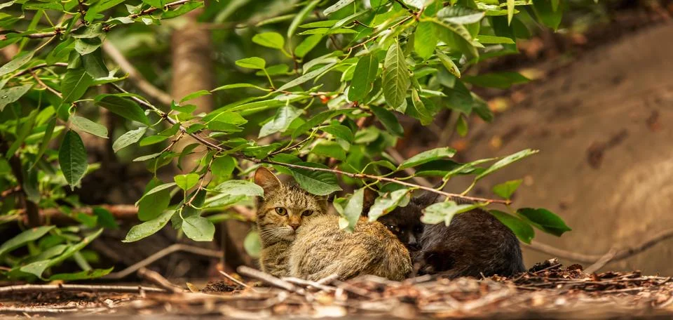 Two kittens in the woods. Stock Photos