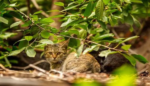 Two kittens in the woods. Stock Photos