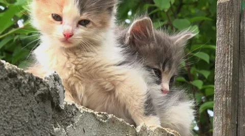 Two kitties hiding Stock Footage 40210639