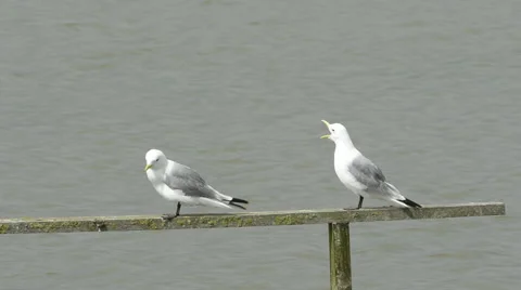 Two Kittiwakes perching Stock Footage 65329702