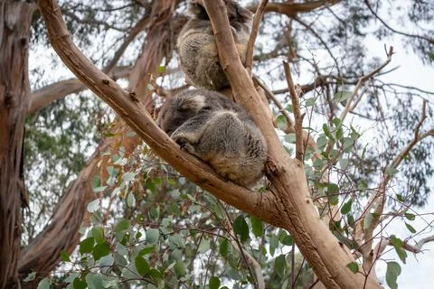 Two koalas resting on tree branches in Kangaroo Island, Australia Stock Photos