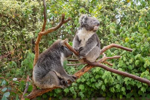 Two koalas resting on tree branches in Kangaroo Island, Australia Stock Photos
