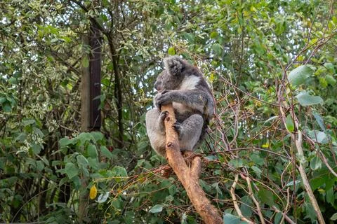 Two koalas resting on tree branches in Kangaroo Island, Australia Stock Photos