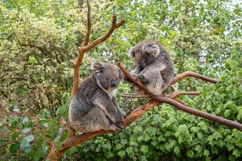 Two koalas resting on tree branches in Kangaroo Island, Australia Stock Photos