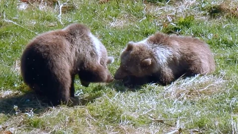 Two Kodiak Brown Bear Cubs Playing Stock Footage 124935932