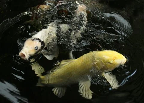 Two koi carp Stock Photos