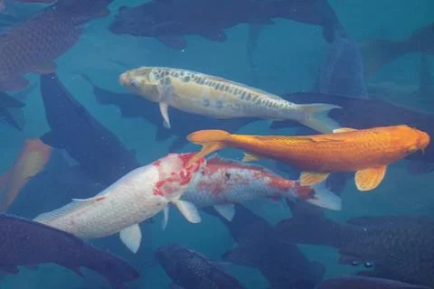Two koi crossing paths beneath surface ripples Stock Photos