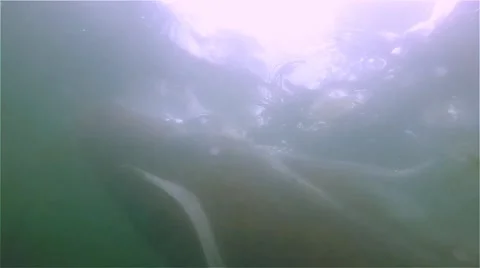 Two Koi Fish Fast Version Video stock 65062759