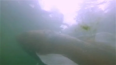 Two Koi fish slow version Video stock 65062756