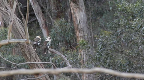 Two kokaburras on branch, one flyes away 스톡 동영상 67412979