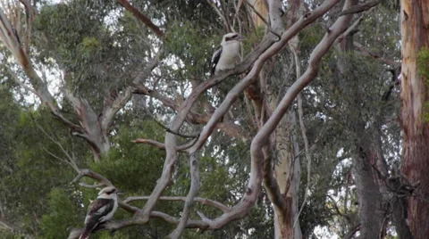 Two kokaburras fighting wind on a vertical branch 스톡 동영상 67416201