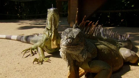 Two komodo dragon in zoo Stock Footage 60691594